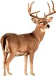 deer_estrn-wht-tld1_1a