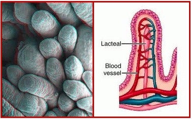 http://www.juicing-for-health.com/wp-content/uploads/2013/01/villi.jpg