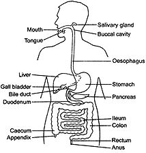 http://content.answers.com/main/content/img/oxford/oxford_food_fitness/0198631472.alimentary-canal.1.jpg