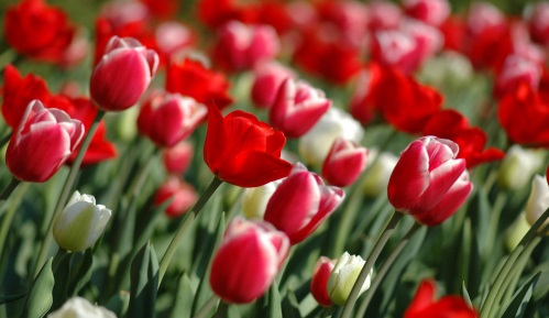 c:\users\labbas\downloads\red-tulips-in-spring.jpg