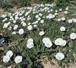 field bindweed