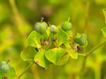 leafy spurge seed pod; photo credit doug waylett