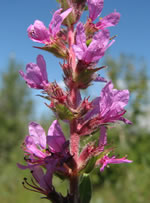 closeup of purple loosestrife flowers