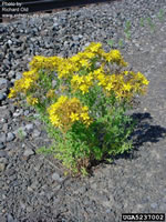 st. johnswort plant