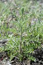 diffuse knapweed