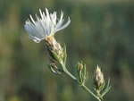 diffuse knapweed