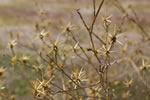 dry yellow starthistle