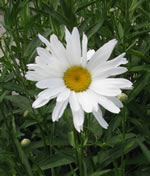 shasta daisy