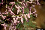 saltcedar closeup of flowers