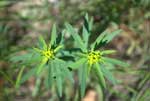 leafy spurge preflowering; photo credit brian ostwald