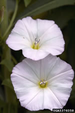 field bindweed