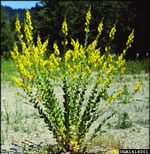 dalmatian toadflax plant photo credit: susan turner, british columbia ministry of forests, bugwood.org