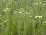 field of sulfur cinquefoil