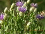 russian knapweed closeup