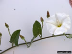 field bindweed