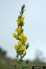 dalmatian toadflax flower spike, photo credit: k. george beck & james sebastian, colorado state university, bugwood.org