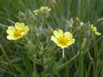  sulfur cinquefoil