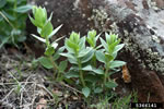 dalmatian toadflax leaves, photo credit: k. george beck & james sebastian, colorado state university, bugwood.org