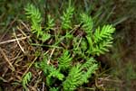 common tansy sprout; photo credit: brian ostwald