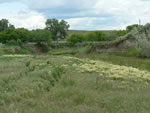 field of whitetop, photo credit: zack taylor 