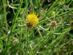 closeup of yellow starthistle