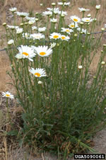 oxeye daisy