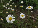 oxeye daisy