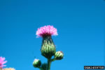 canada flower; photo credit: steve dewey, utah state university, bugwood.org