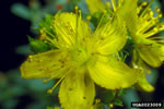 st. johnswort closeup on flower