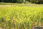 field of dalmatian toadflax, photo credit: steve dewey, utah state university, bugwood.org