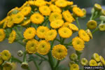 common tansy flower; photo credit: mary ellen (mel) harte, , bugwood.org