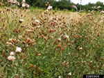 canada thistle gone to seed; photo credit: jan samanek, state phytosanitary administration, bugwood.org