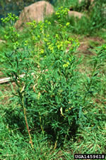 leafy spurge plant; photo credit steve dewey, utah state university, bugwood.org