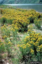 field of st. johnswort