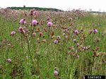 canada thistle plant; photo credit: jan samanek, state phytosanitary administration, bugwood.org