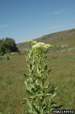 whitetop - photo credit: k. george beck & james sebastian, colorado state university, bugwood.org