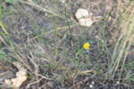 tall buttercup field