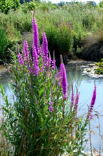 purple loosestrife