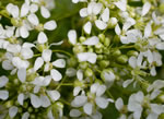 whitetop - closeup of flowers photo credit:bob osborn, yeovil, england, www.wbdpublications.co.uk