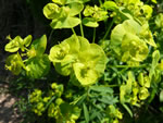 leafy spurge flower closeup; photo credit kelvin chau