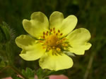  sulfur cinquefoil