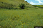 field of yellow starthistle