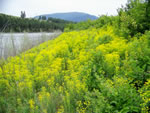 field of leafy spurge, photo credit: terry glase, plains, montana