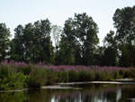 purple loosestrife infestation along water