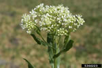 whitetop - photo credit: chris evans, river to river cwma, bugwood.org