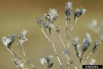 diffuse knapweed