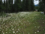 field of oxeye daisy