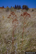 st. johnswort in winter