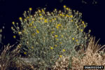 yellow starthistle