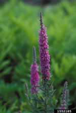 purple loosestrife flowers